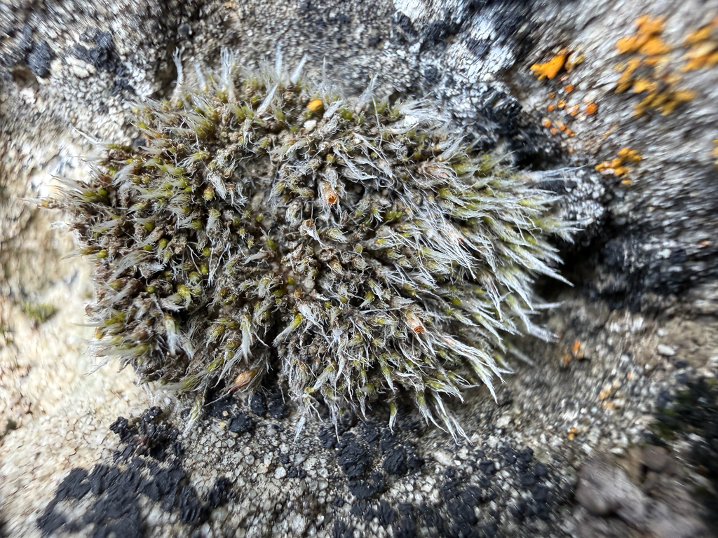 A close up photo of a grey moss that resembles a small animal with overgrown, matted fur.