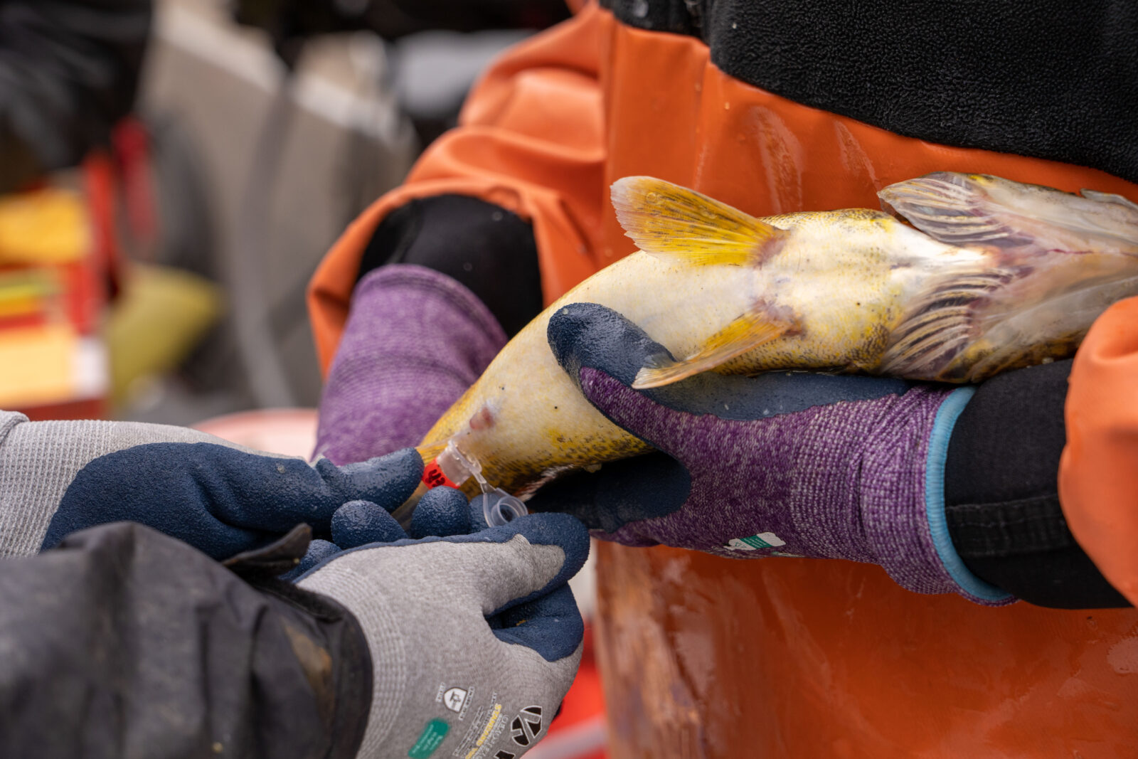 A photo of someone holding the underbelly of a fish up to a vial held by someone else.