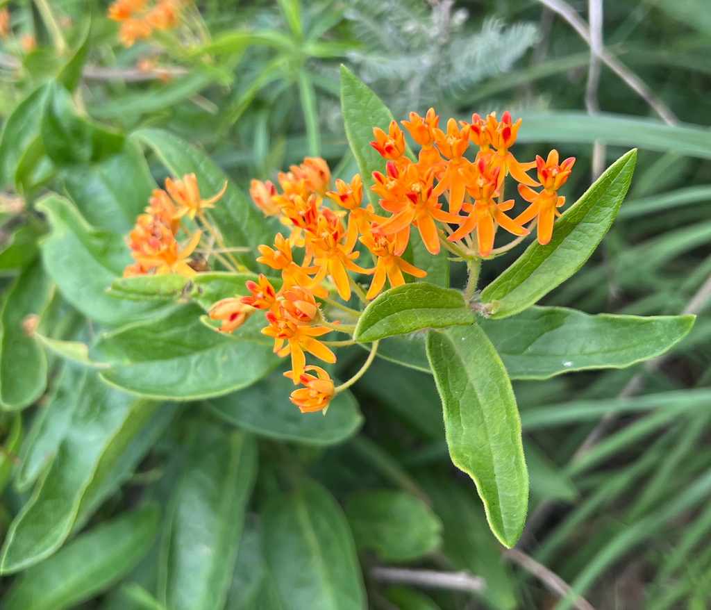 A photo looking down at butterfly milkweed, a cluster of orange flowers surrounded by large, thick oblong leaves attached to a rigid stem.