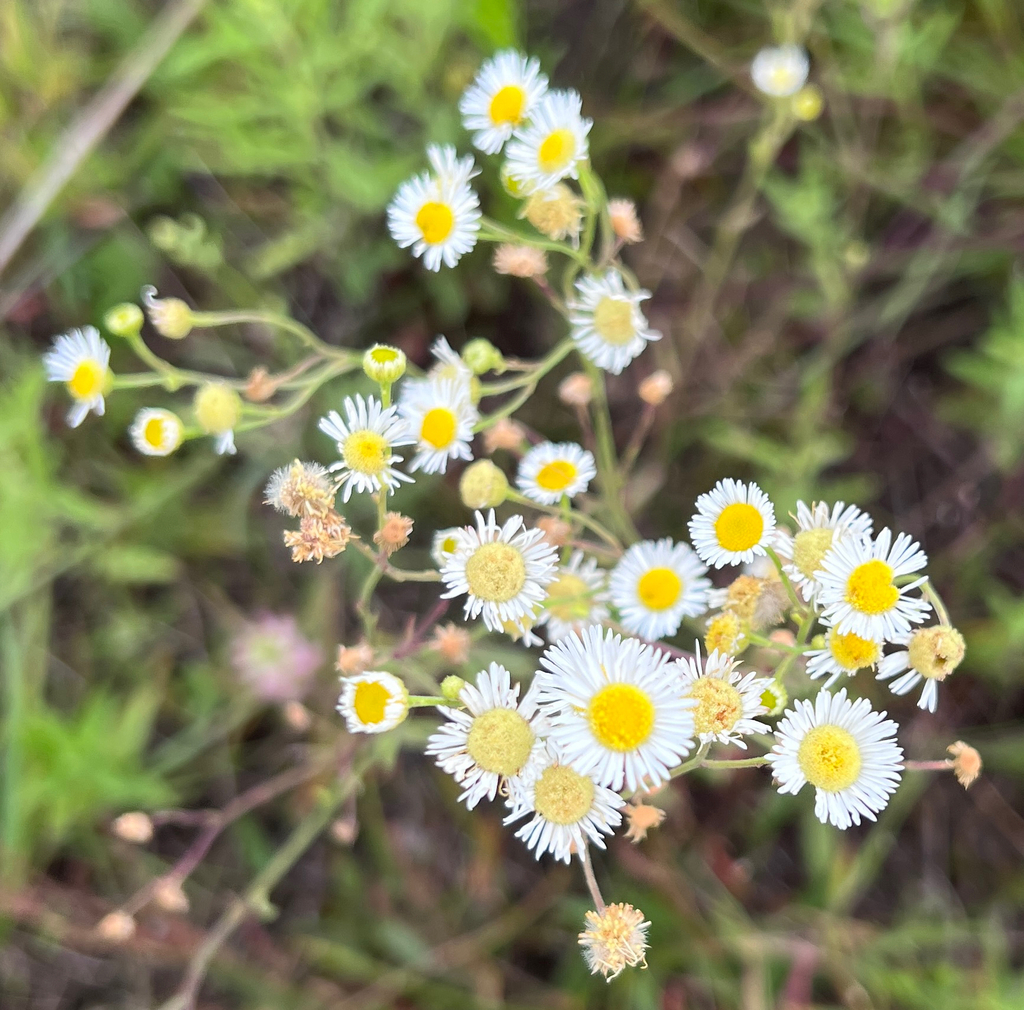 A photo looking down at daisy fleabane, a cluster of flowers with tiny oblong white petals and a bright yellow center on thin stems.