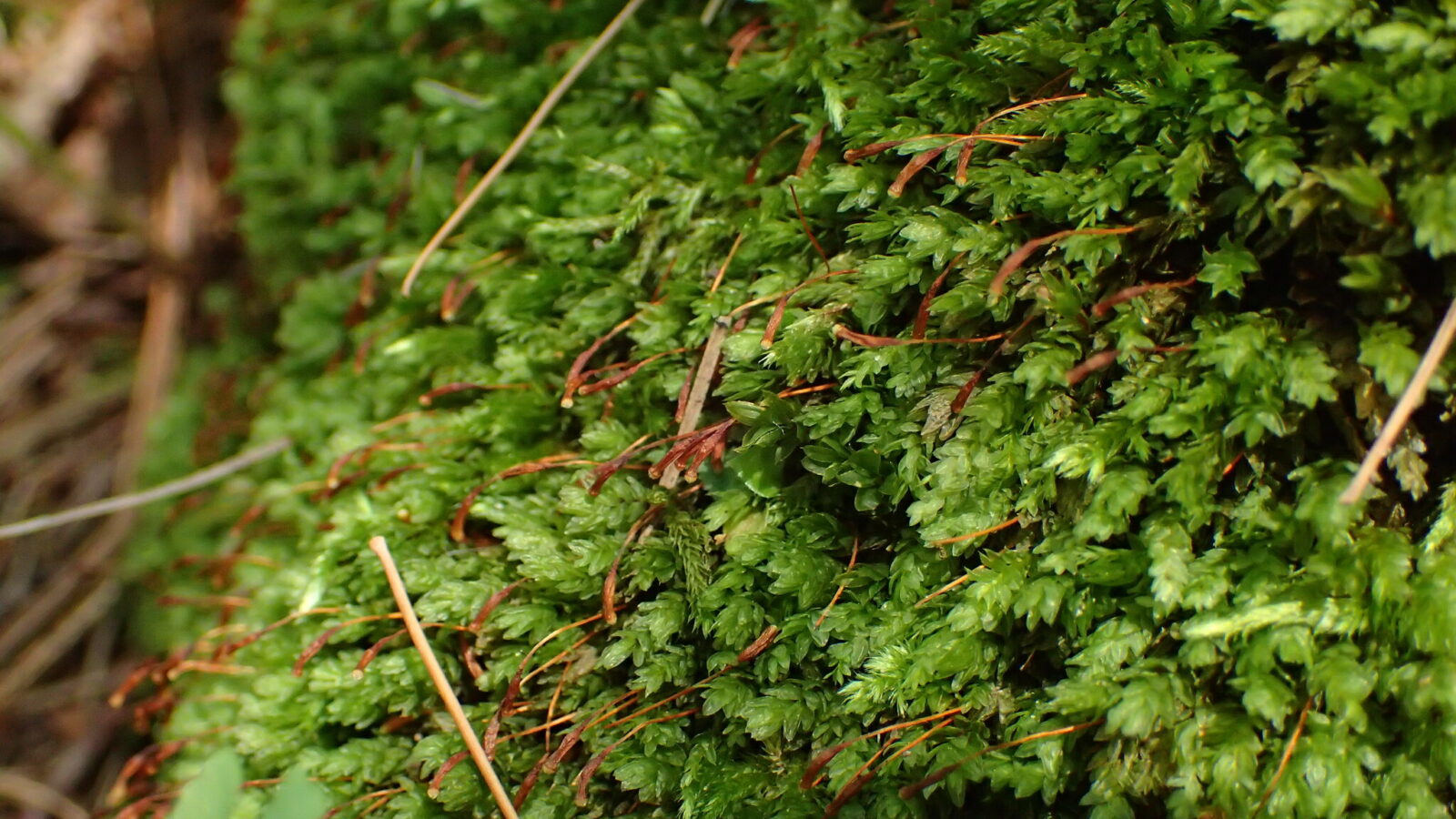 A closeup image of goose egg moss, which resembles tiny evergreen trees.