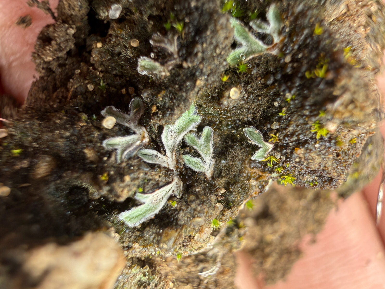 A close up image of a liverwort called Purple Crystalwort.