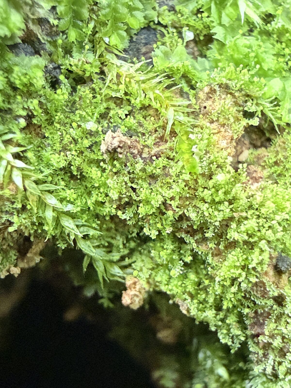 A close up photo of a bryophyte called Harpanthus drummondii, a kind of liverwort.