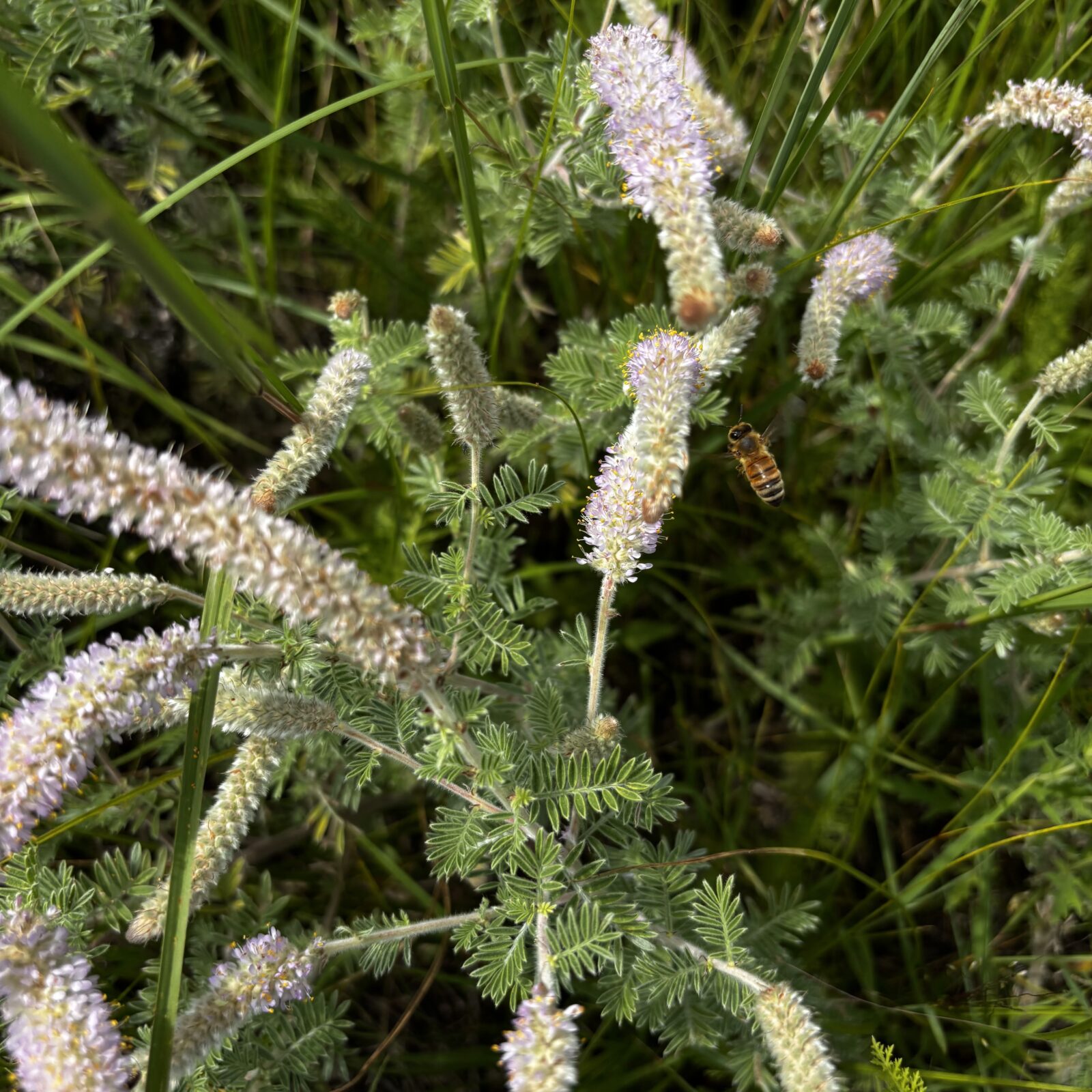 A photo looking down at silky prairie clover with a bee investigating the tiny, light-purple blooms.