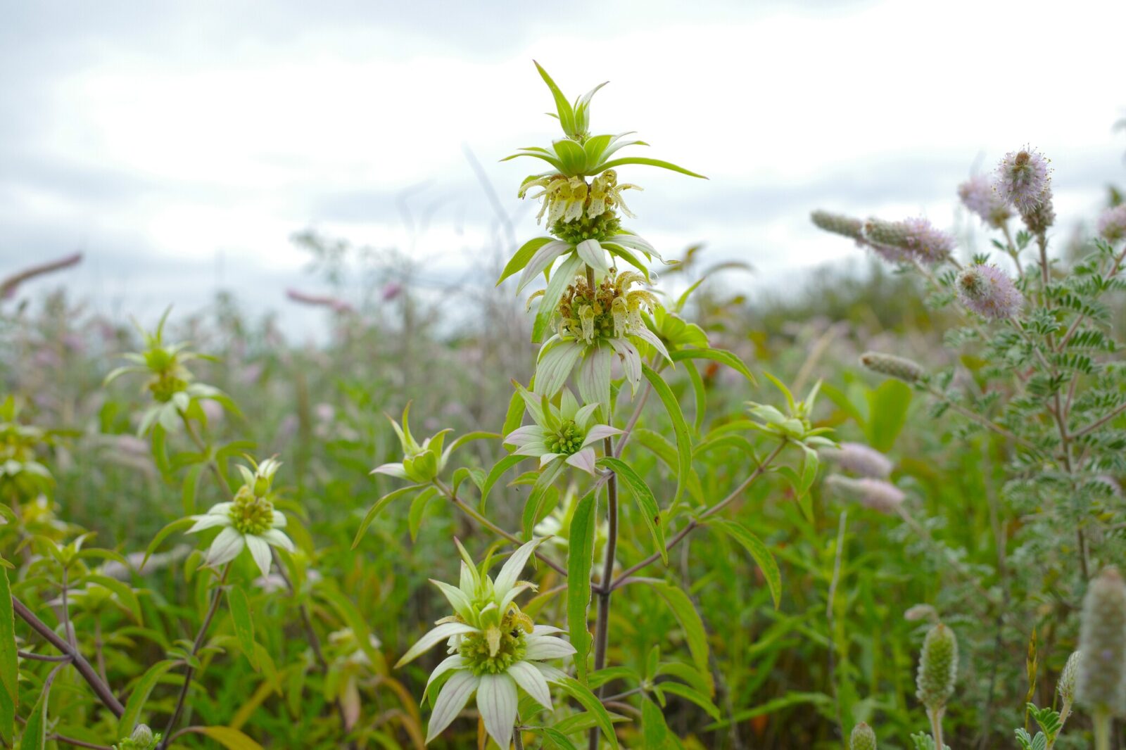 A photo of a field with tall green grasses and plants, and spotted horse mint in the foreground, which has several layers of point, droopy petals stacked on top of each other on a tall, rigid square-shaped stem. The petals also have small spots on them near the center of the bloom.