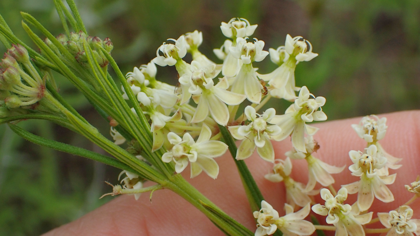 A close up photo of a plant, whorled milkweed, which has small cream and light green flowers clustered on thing green stems. The petals fan out in a star shape in two layers.