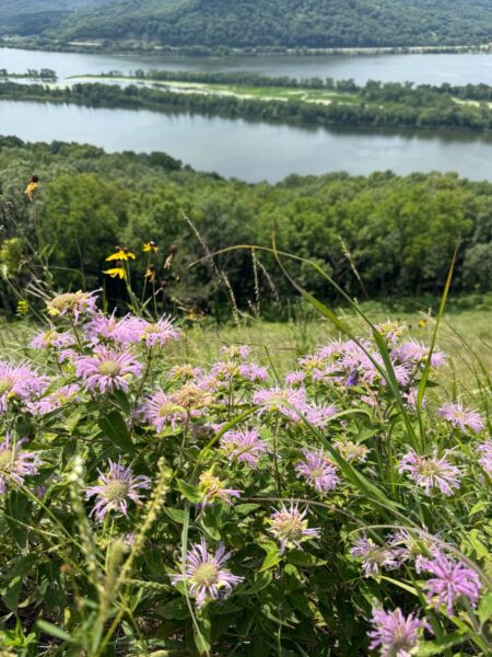 A photo of purple flowers, wild bergamot, on top of a hill looking down at a tree-lined river.
