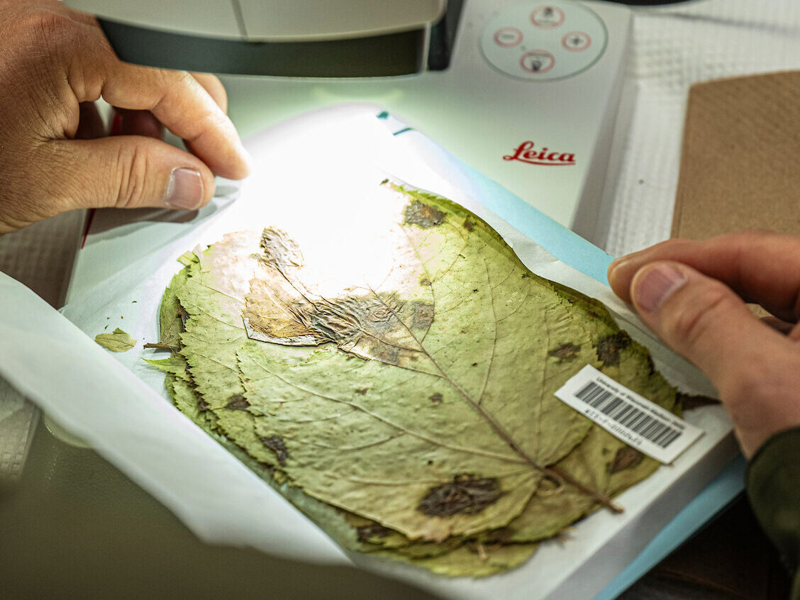 A photo of hands holding a pressed leaf with fungus growing on it under a microscope.